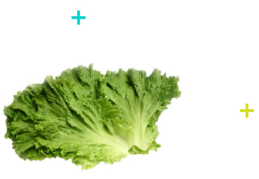 lechuga