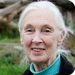 Jane Goodall